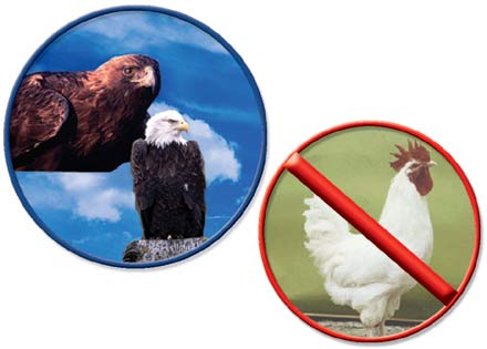 Eagle Not Chicken